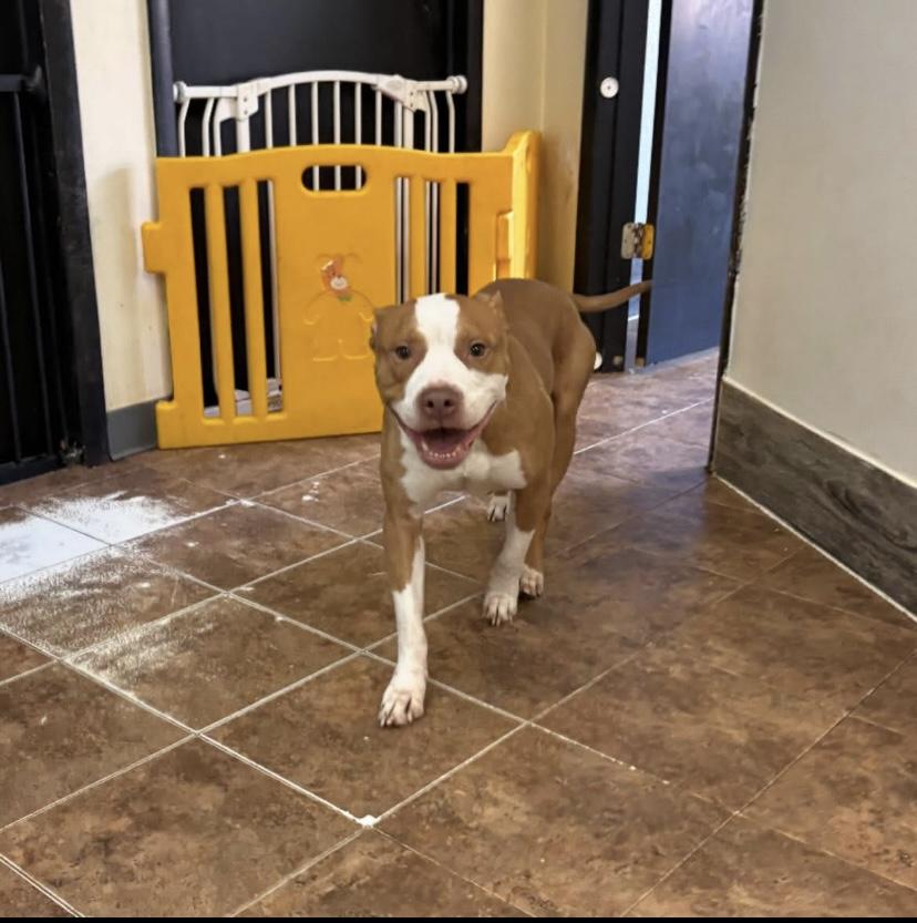 Enlarge Bones, a Adoptable mixed breed in Philadelphia, PA image 6/6