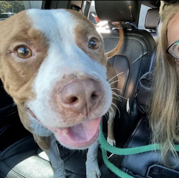 Bones, a Adoptable Pit Bull Terrier in Philadelphia, PA image 6/6