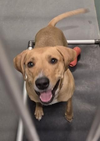 Star, ADOPTABLE, Adult Female Yellow Labrador Retriever.