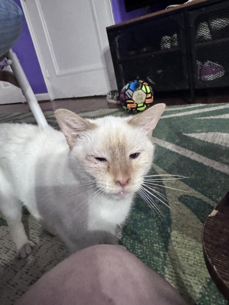 Enlarge Softie, a Adoptable mixed breed in Vienna , VA image 1/1