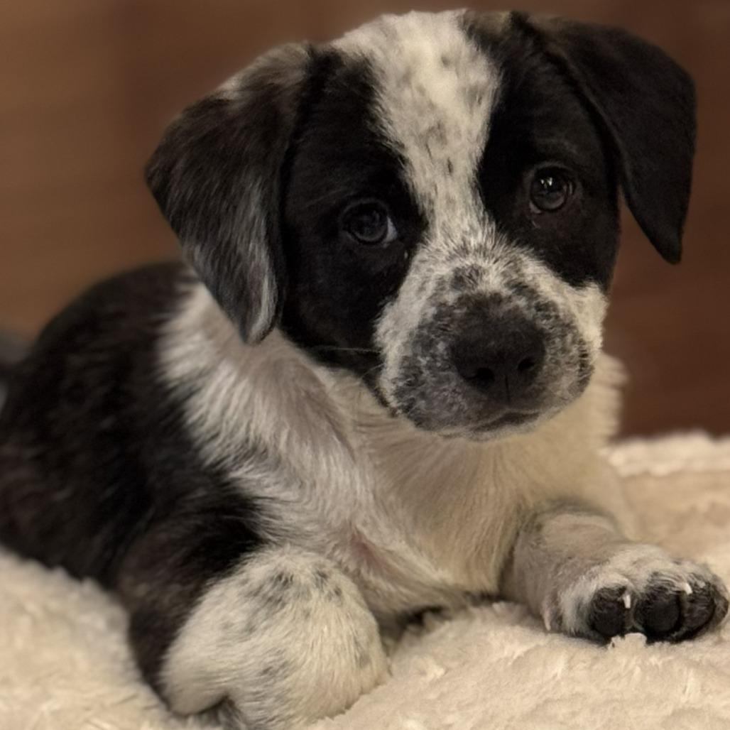 Pepper Jelly, Adoptable, Puppy Male Mixed Breed.