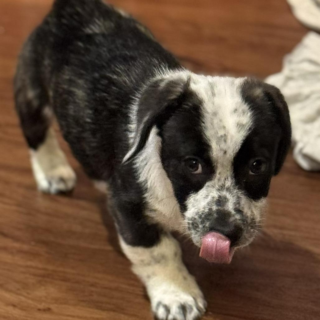 Enlarge Pepper Jelly, a Adoptable Mixed Breed in Cincinnati, OH image 2/6