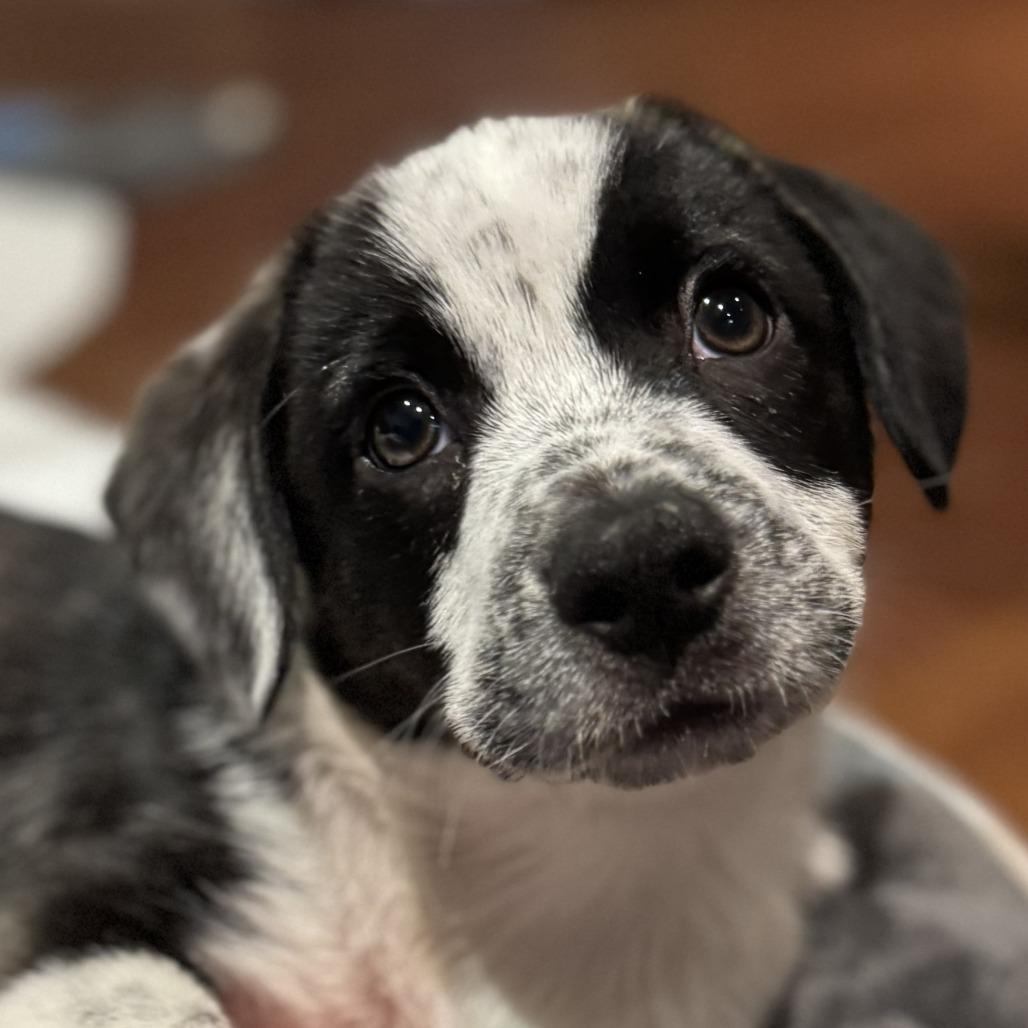 Enlarge Pepper Jelly, a Adoptable Mixed Breed in Cincinnati, OH image 3/6