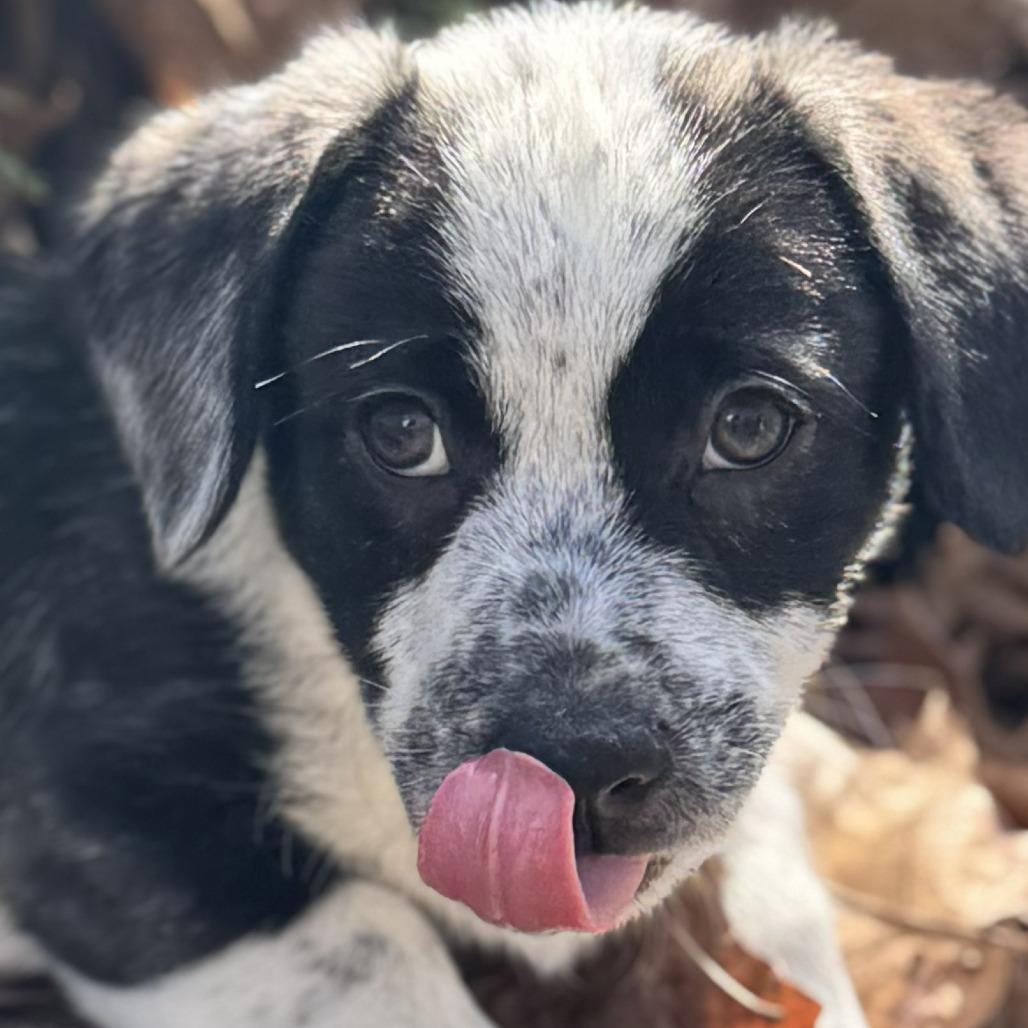 Enlarge Pepper Jelly, a Adoptable Mixed Breed in Cincinnati, OH image 4/6