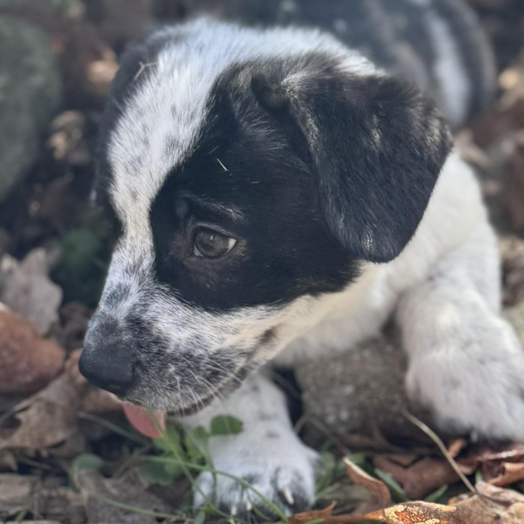 Enlarge Pepper Jelly, a Adoptable Mixed Breed in Cincinnati, OH image 5/6