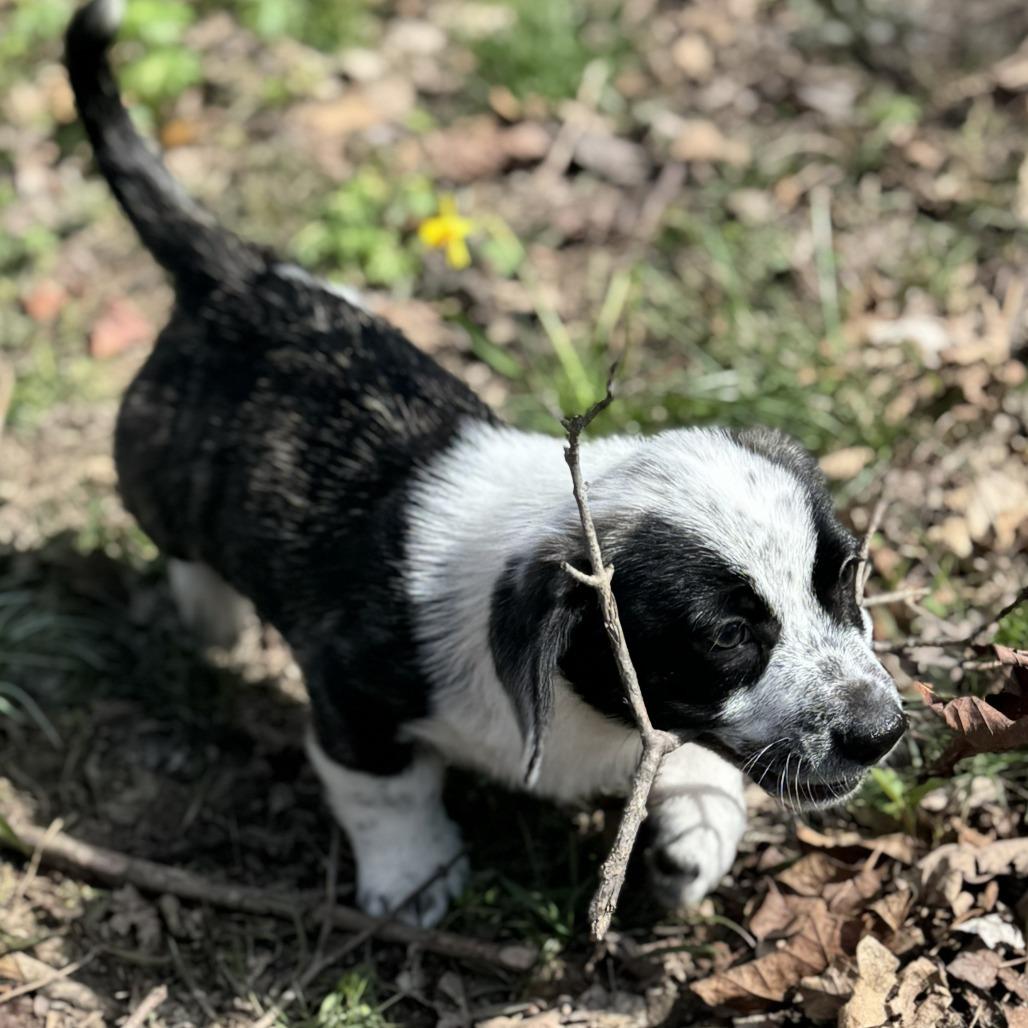 Enlarge Pepper Jelly, a Adoptable Mixed Breed in Cincinnati, OH image 6/6