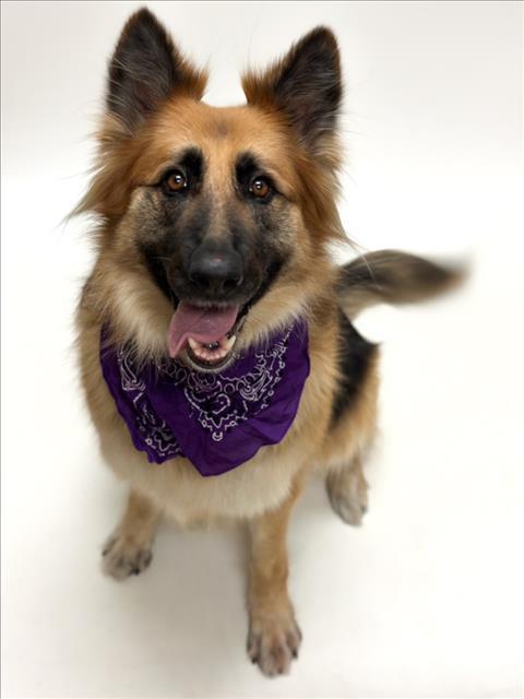 LAVERNE, Adoptable, Adult Female German Shepherd Dog.