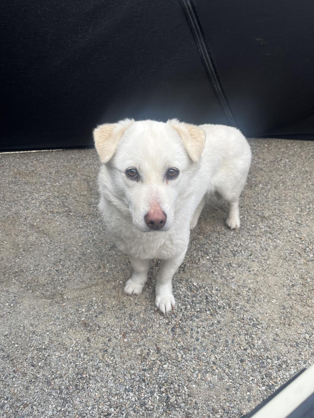 Enlarge Sugar, an adopted mixed breed in Centreville, VA image 3/5