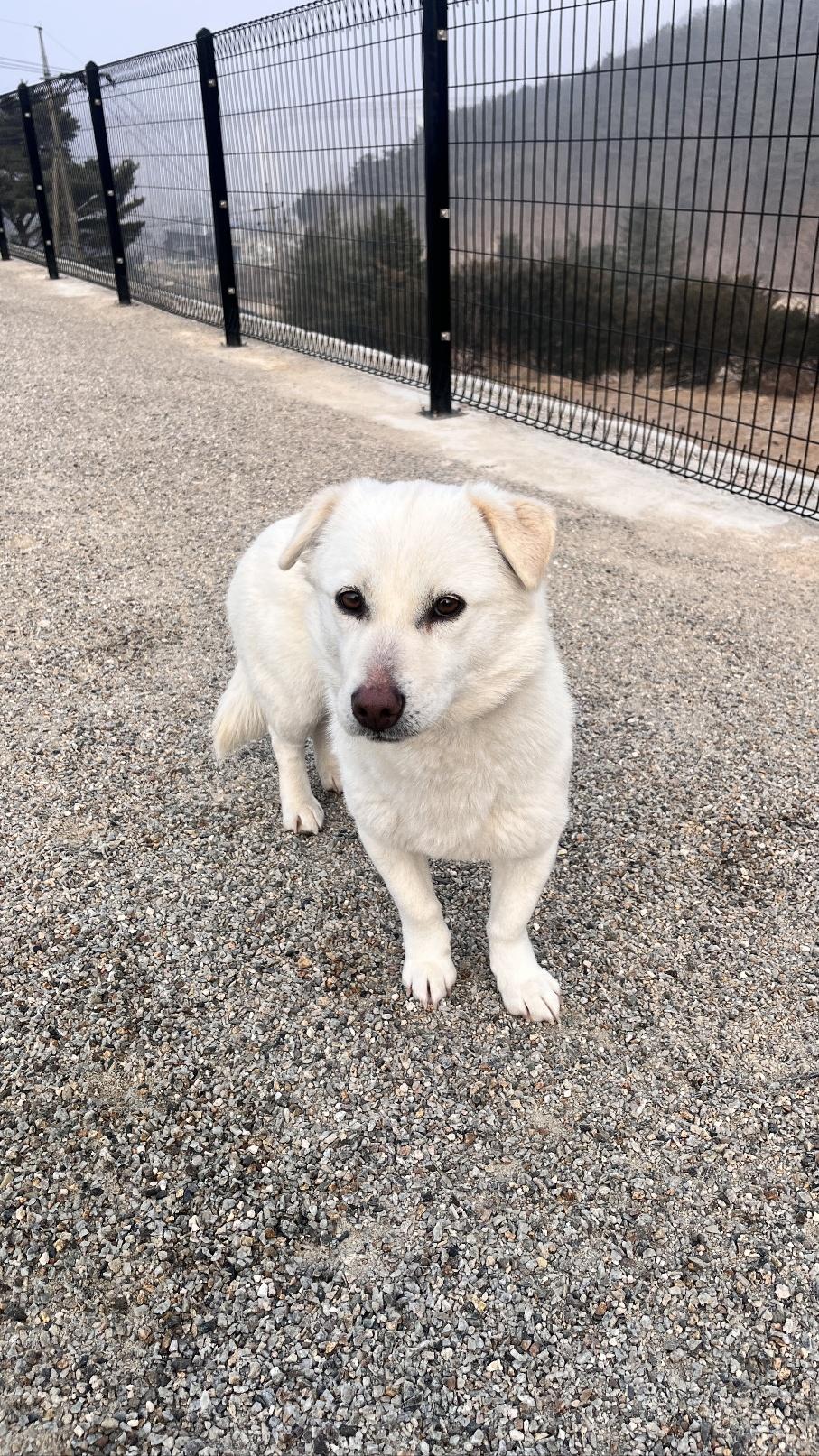 Sugar, adopted, Adult Female Jindo.