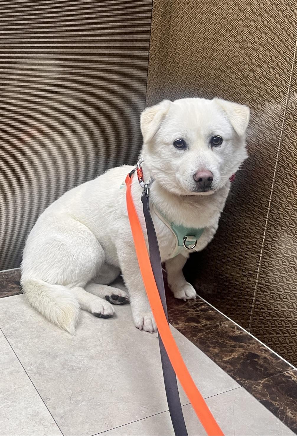 Enlarge Sugar, an adopted mixed breed in Centreville, VA image 4/5