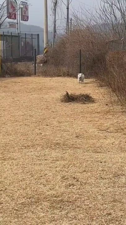 Enlarge Sugar, an adopted mixed breed in Centreville, VA video 5/5