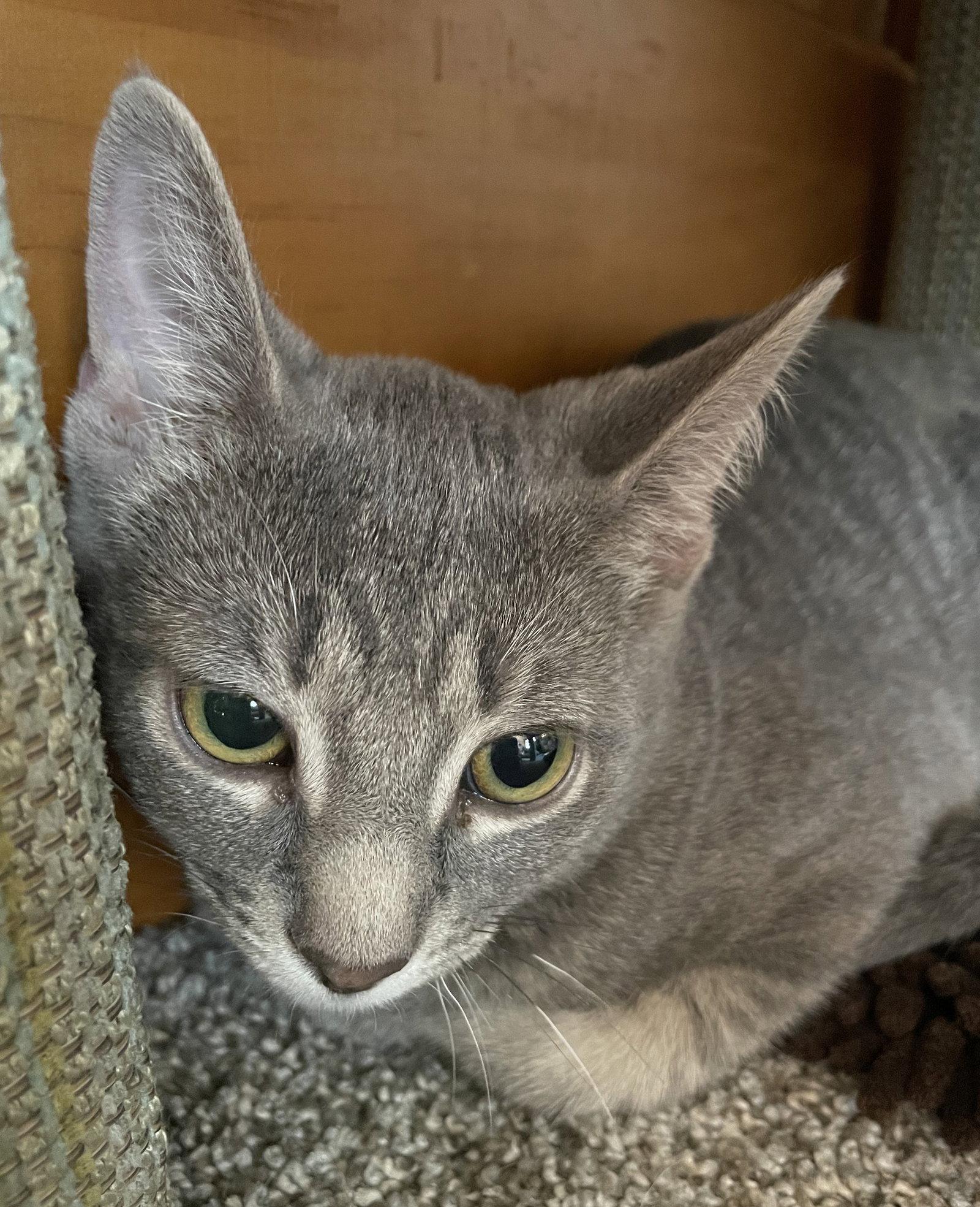 Nyda, a Adoptable mixed breed in Island Lake, IL image 1/3