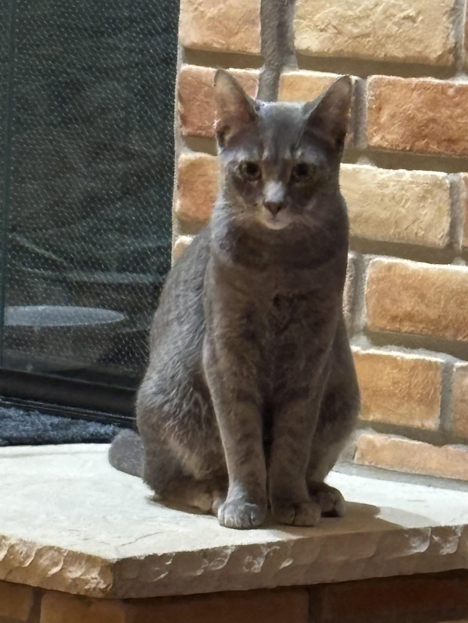 Enlarge Nyda, a Adoptable mixed breed in Island Lake, IL image 2/3