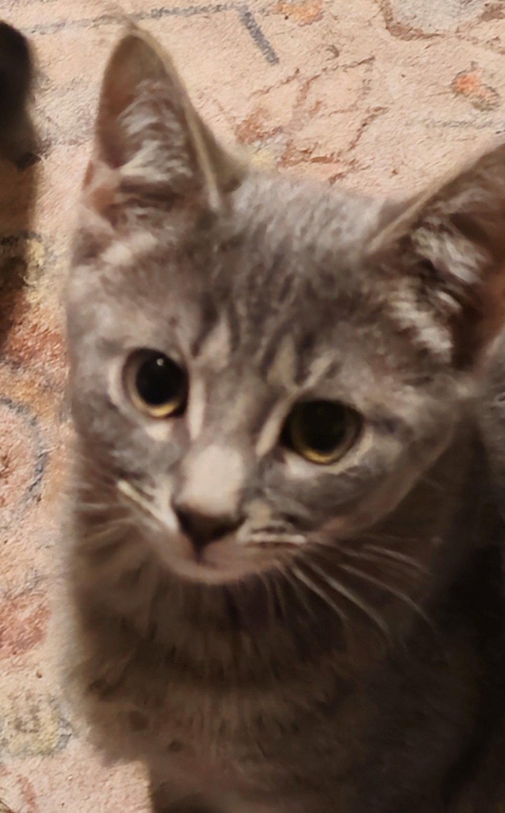 Nyda, Adoptable, Kitten Female Tabby & Domestic Short Hair.