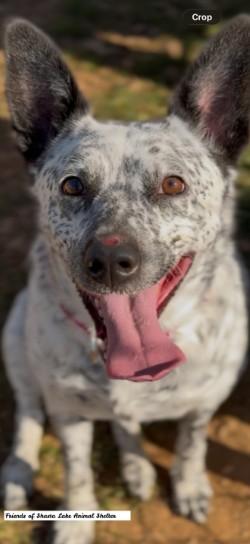 Enlarge Bella, a ADOPTABLE Australian Cattle Dog / Blue Heeler in Shasta Lake, CA image 3/3