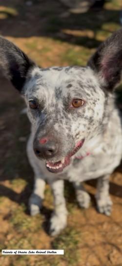 Enlarge Bella, a ADOPTABLE Australian Cattle Dog / Blue Heeler in Shasta Lake, CA image 2/3