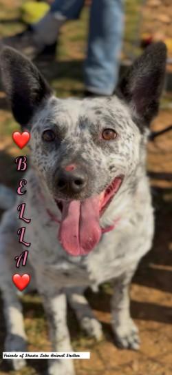 Bella, ADOPTABLE, Adult Female Australian Cattle Dog / Blue Heeler.