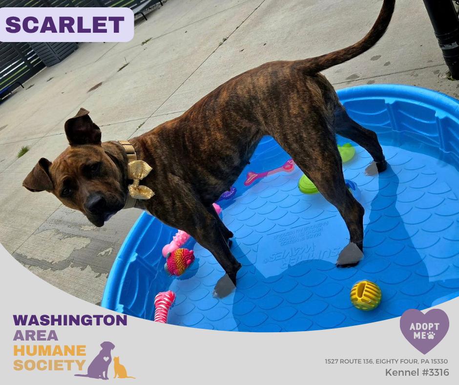 Scarlett, Adoptable, Young Female Pit Bull Terrier.