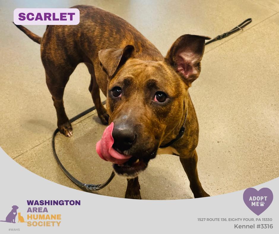 Scarlett, ADOPTABLE, Young Female Pit Bull Terrier.