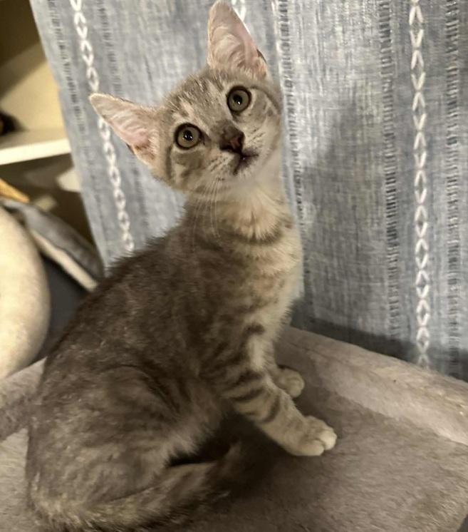 Gobber, Adoptable, Kitten Male Tabby.