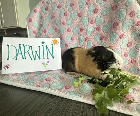 Darwin photo 2