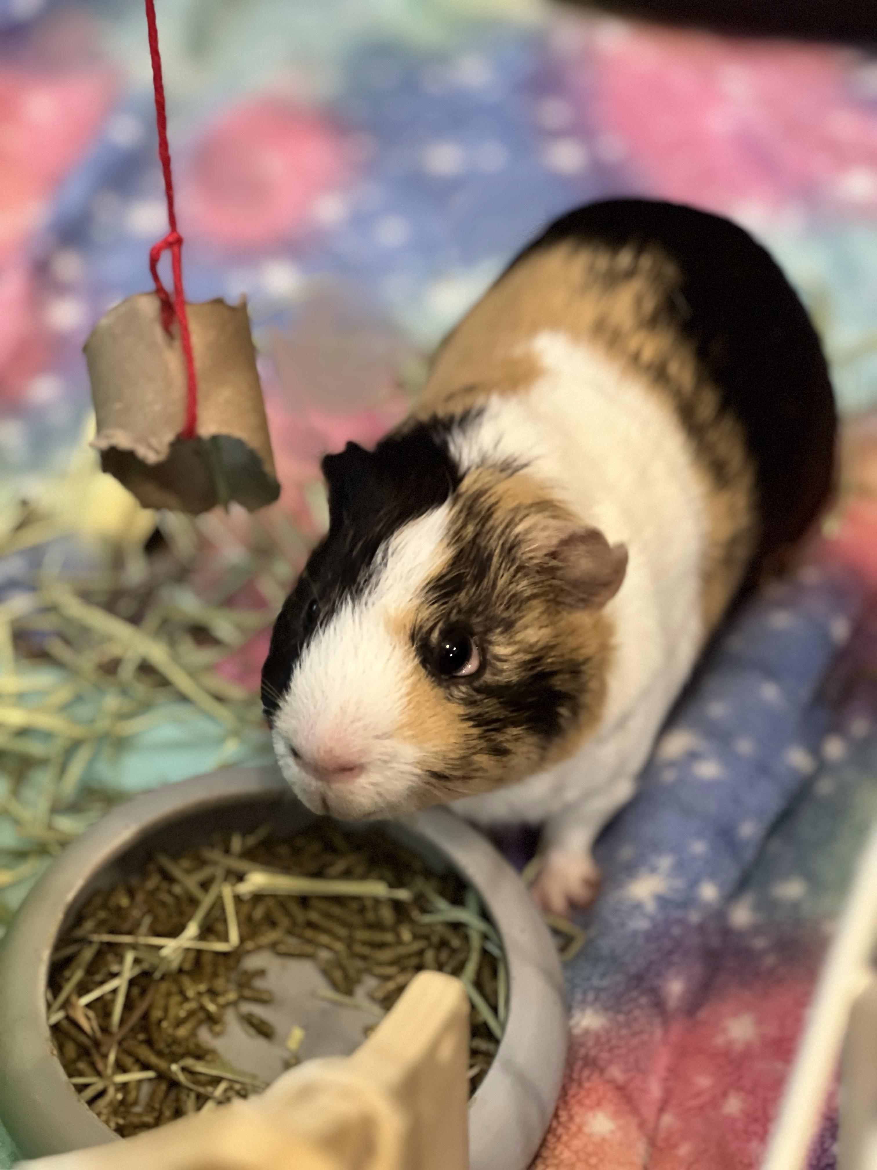 Darwin