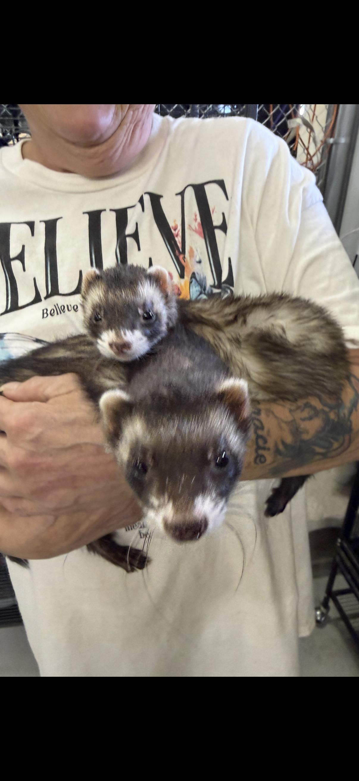 Enlarge Hazel & Trixie, an adopted Ferret in Muldrow, OK image 1/1