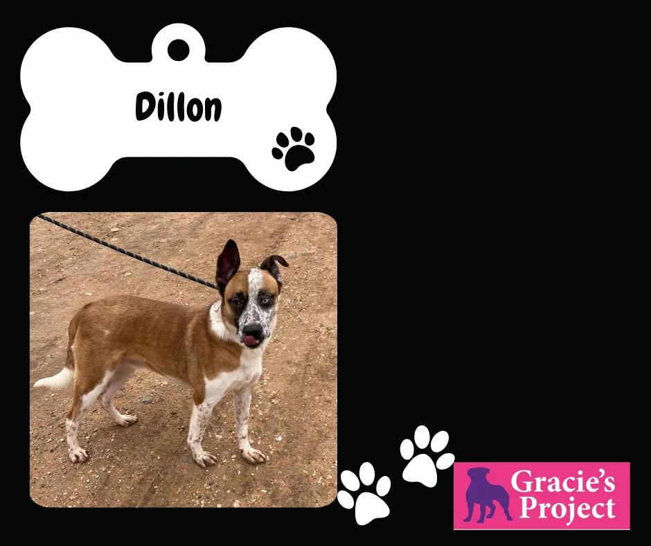Dillon, Adult Male Australian Cattle Dog / Blue Heeler