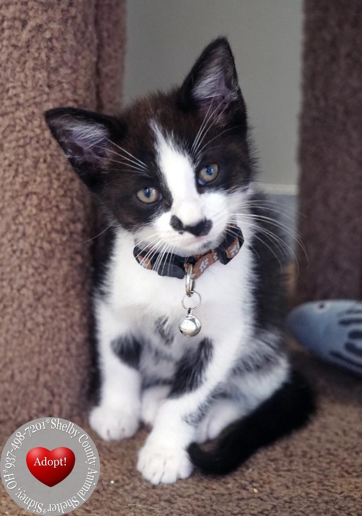 Cayenne, Adoptable, Kitten Male Domestic Short Hair.