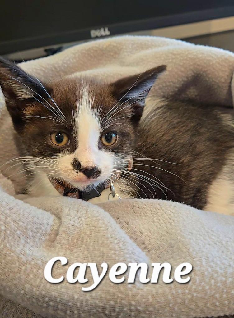 Cayenne, a Adoptable mixed breed in Sidney, OH image 2/4