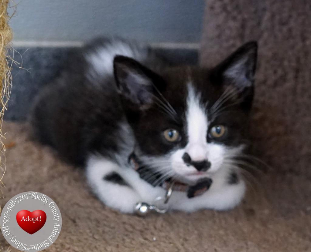 Cayenne, a Adoptable mixed breed in Sidney, OH image 3/4