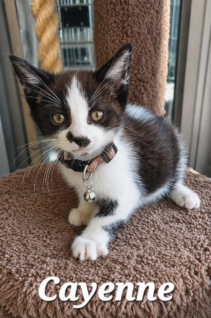 Cayenne, a Adoptable mixed breed in Sidney, OH image 4/4