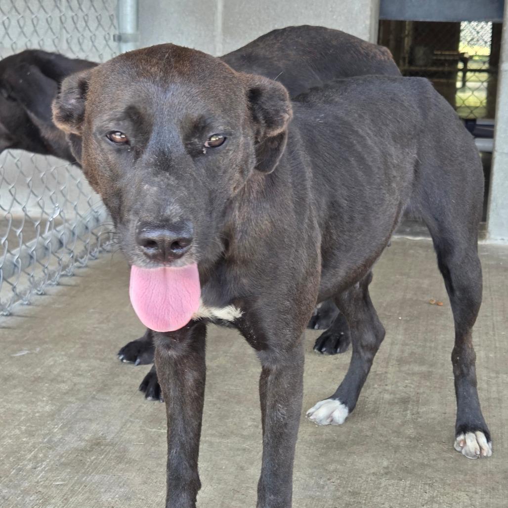 Enlarge Carol, a Adoptable mixed breed in Sulphur, KY image 3/3