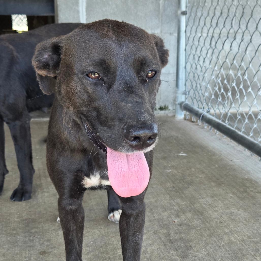 Enlarge Carol, a Adoptable mixed breed in Sulphur, KY image 2/3