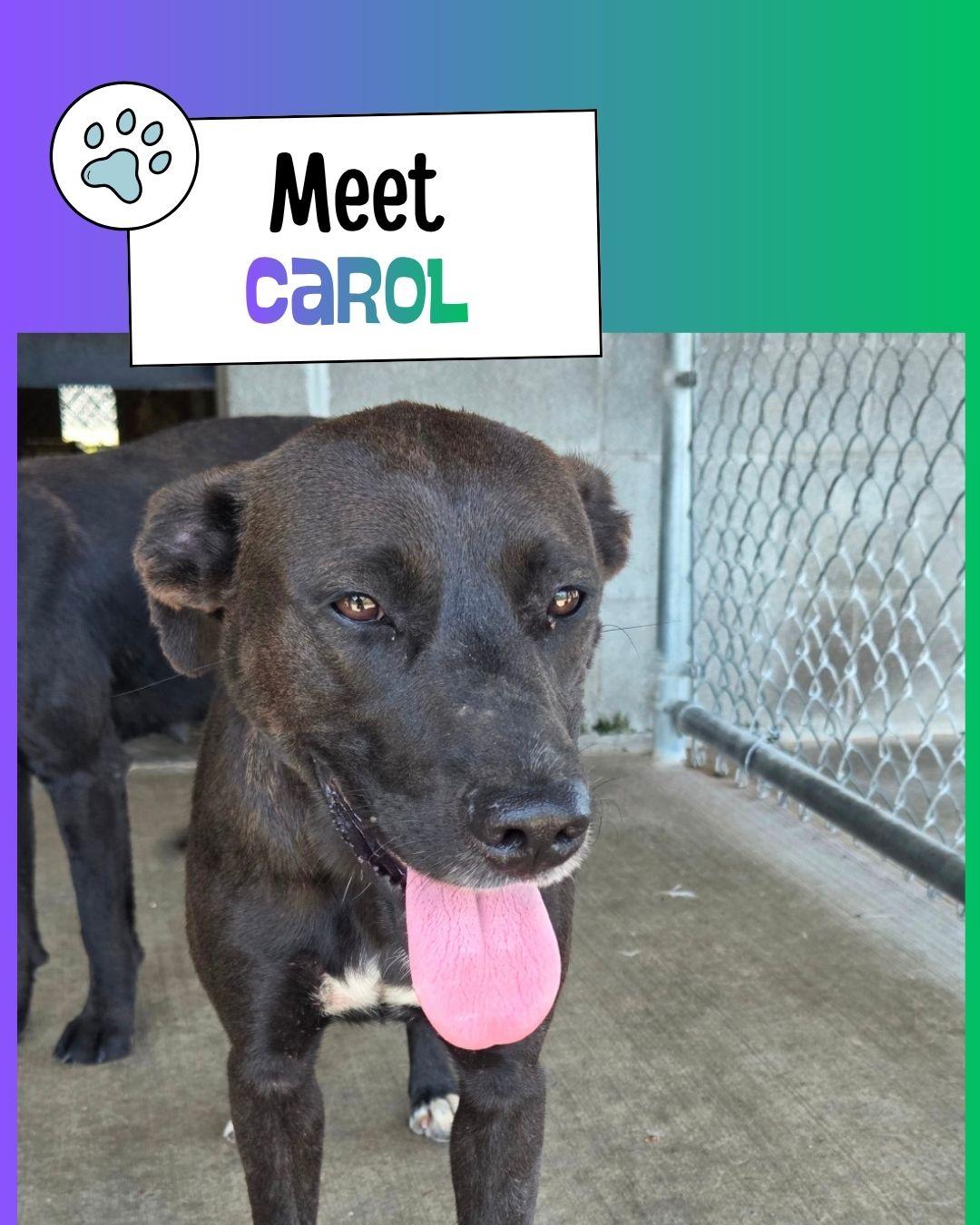 Carol, Adoptable, Young Female Labrador Retriever.