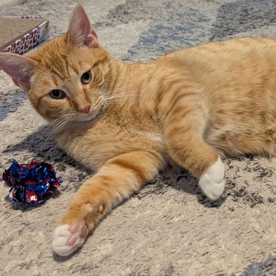 Enlarge Wynken, an adopted Domestic Short Hair in Plymouth, MA image 3/5