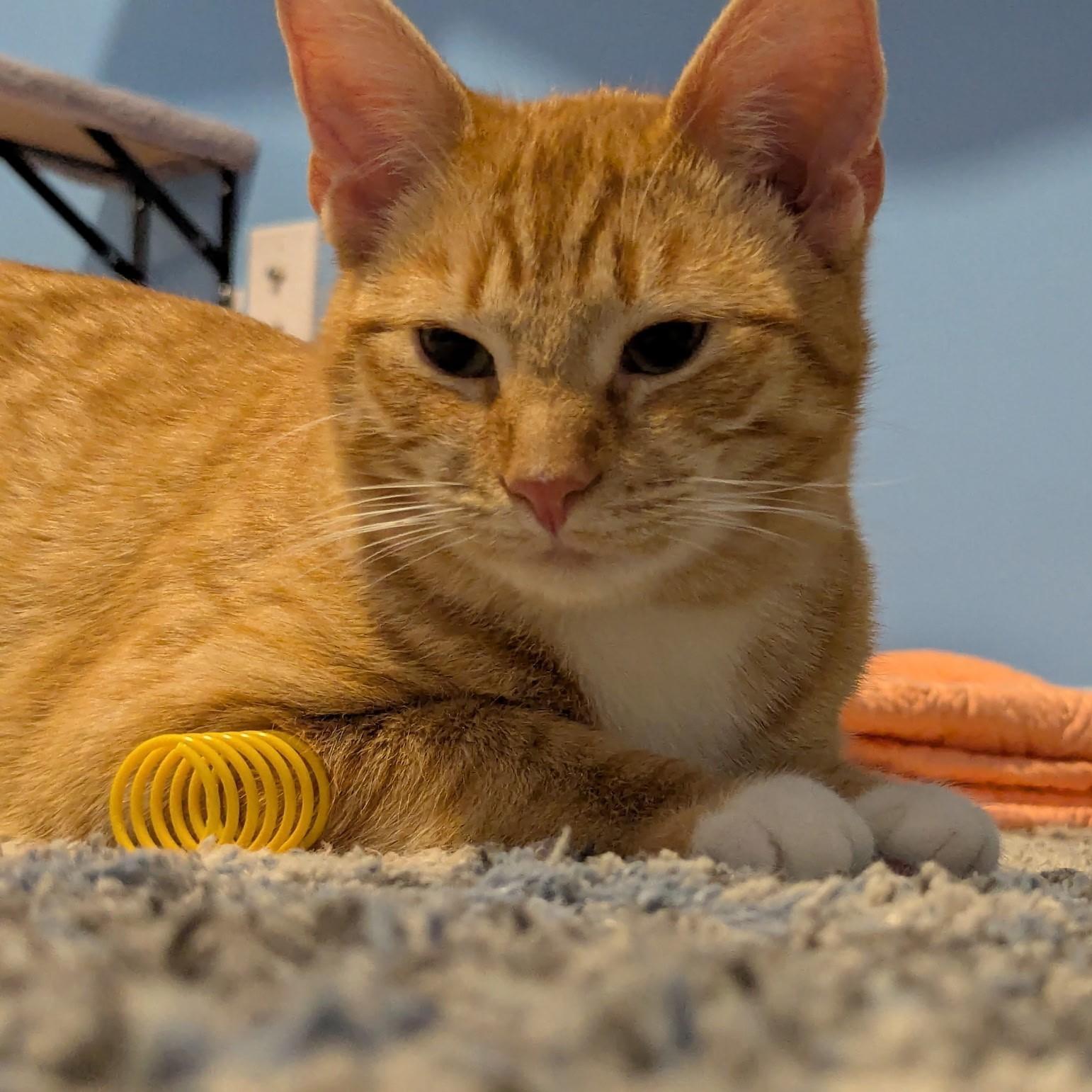 Enlarge Wynken, an adopted Domestic Short Hair in Plymouth, MA image 4/5