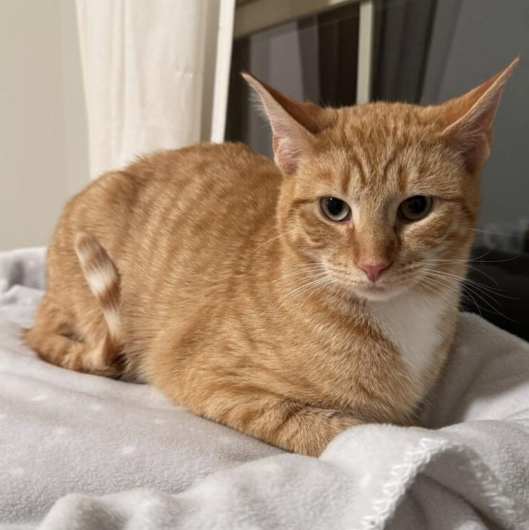 Enlarge Wynken, an adopted Domestic Short Hair in Plymouth, MA image 5/5