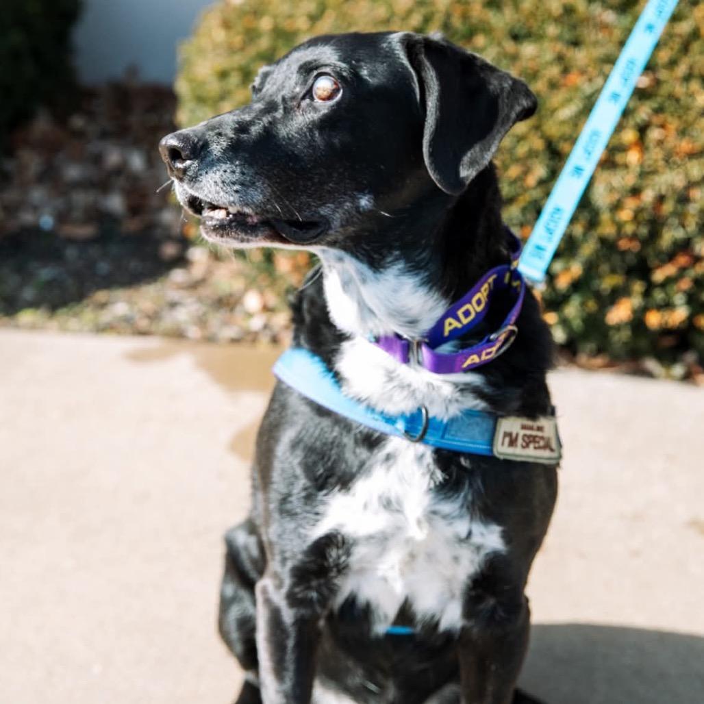 Enlarge Lucky, a Adoptable mixed breed in Olathe, KS image 1/6