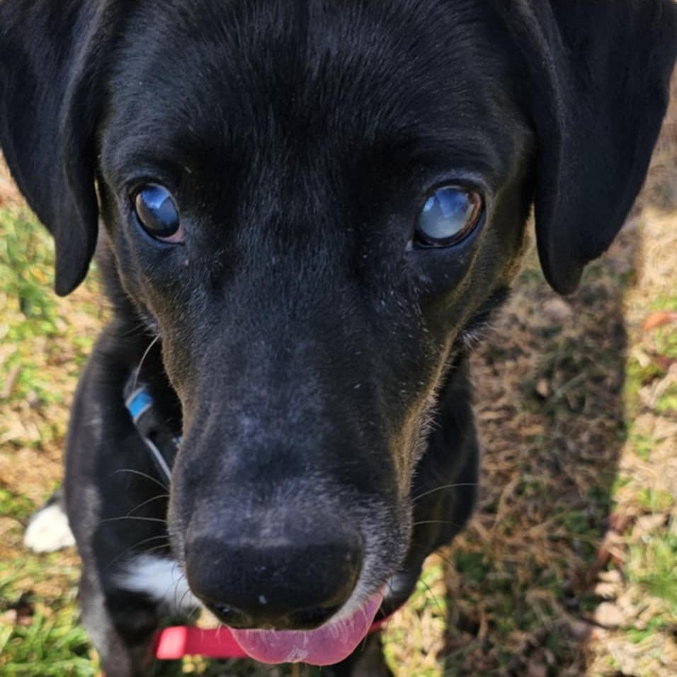 Lucky, a Adoptable mixed breed in Olathe, KS image 1/6