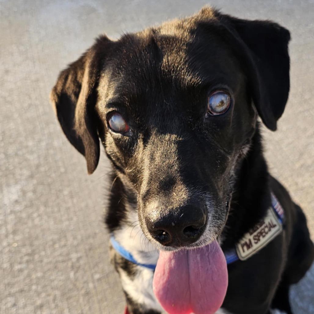 Lucky, Adoptable, Senior Male Black Labrador Retriever & Pointer.