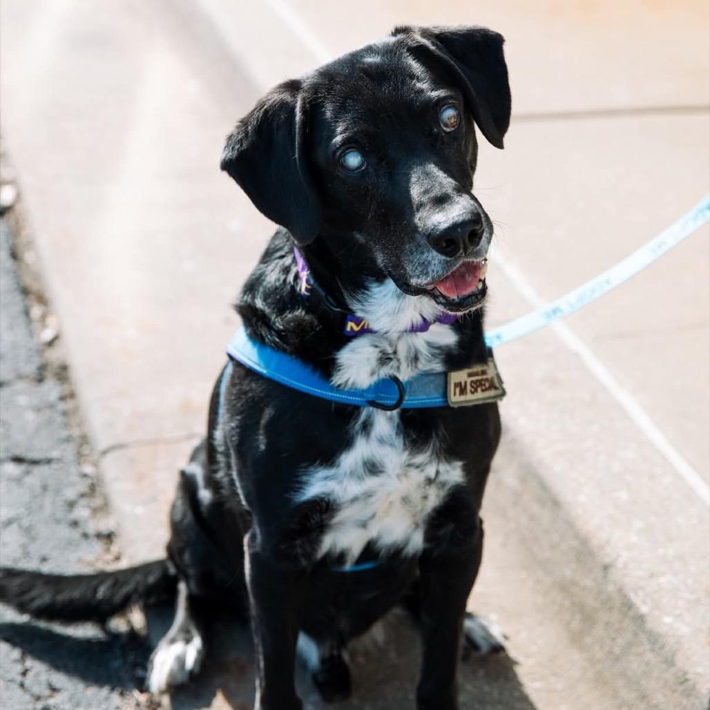 Enlarge Lucky, a Adoptable mixed breed in Olathe, KS image 3/6