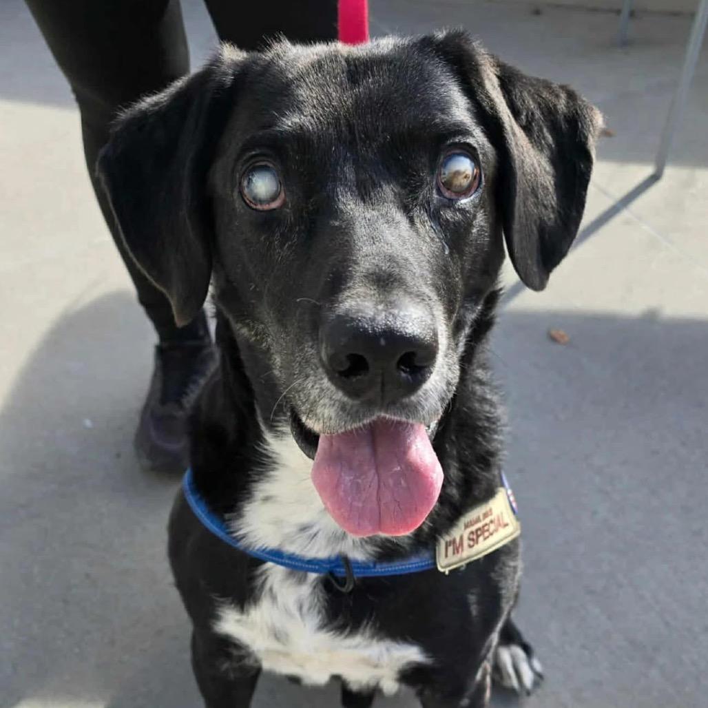 Enlarge Lucky, a Adoptable mixed breed in Olathe, KS image 2/5