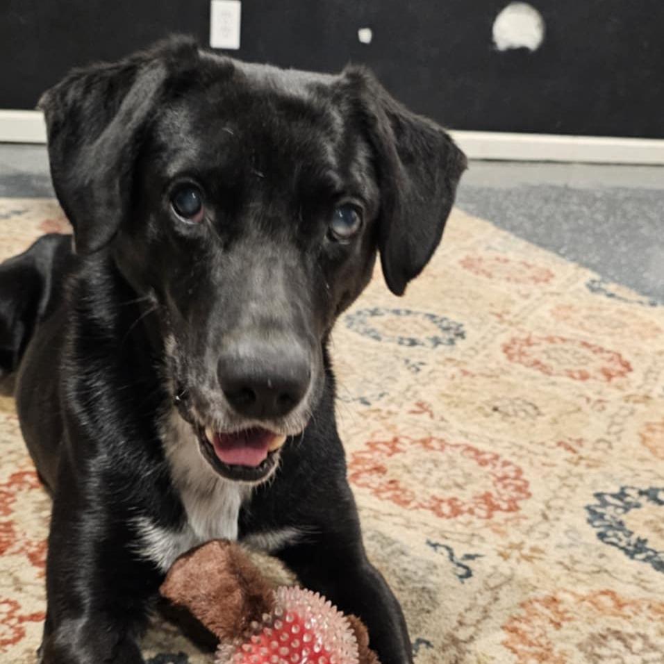 Lucky, a Adoptable mixed breed in Olathe, KS image 3/6