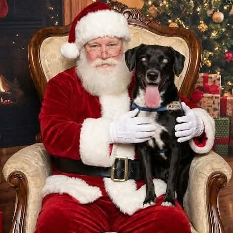 Lucky, a Adoptable mixed breed in Olathe, KS image 4/6