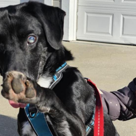 Lucky, a Adoptable mixed breed in Olathe, KS image 5/6