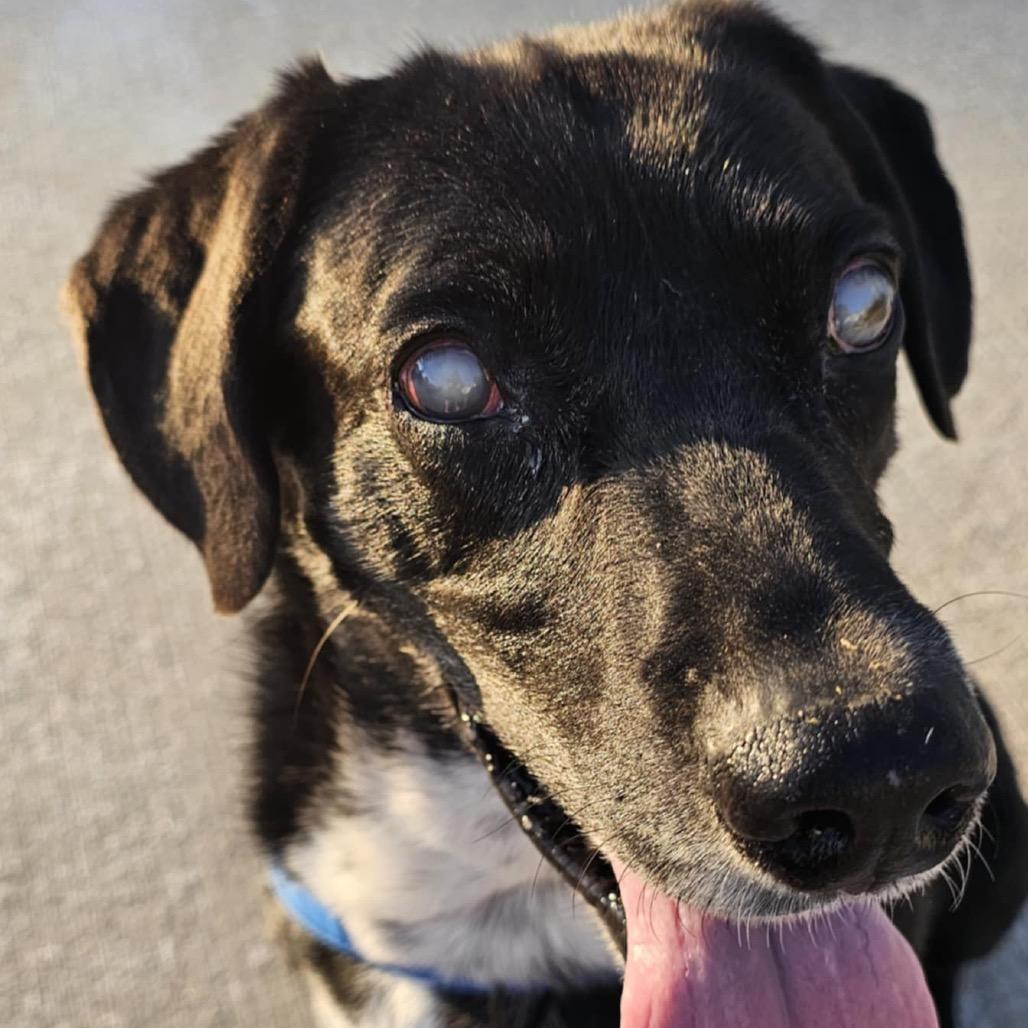 Enlarge Lucky, a Adoptable mixed breed in Olathe, KS image 5/5