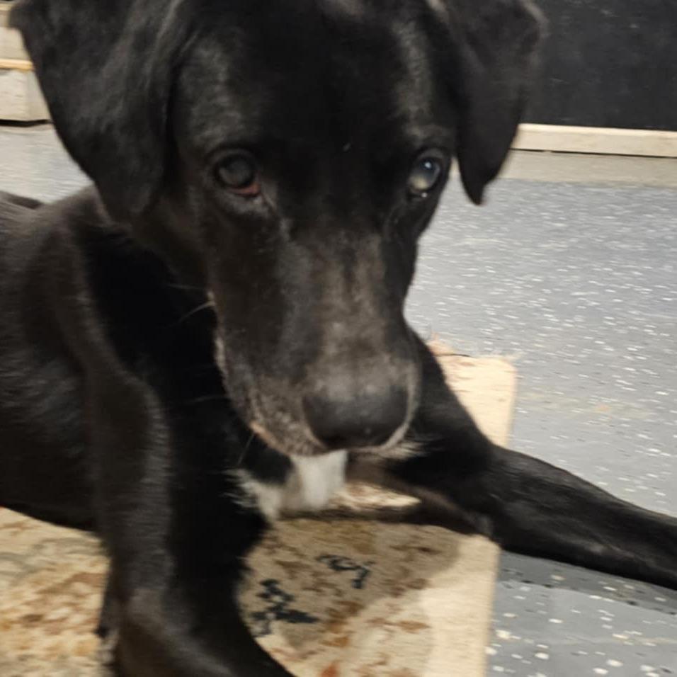 Lucky, a Adoptable mixed breed in Olathe, KS image 6/6