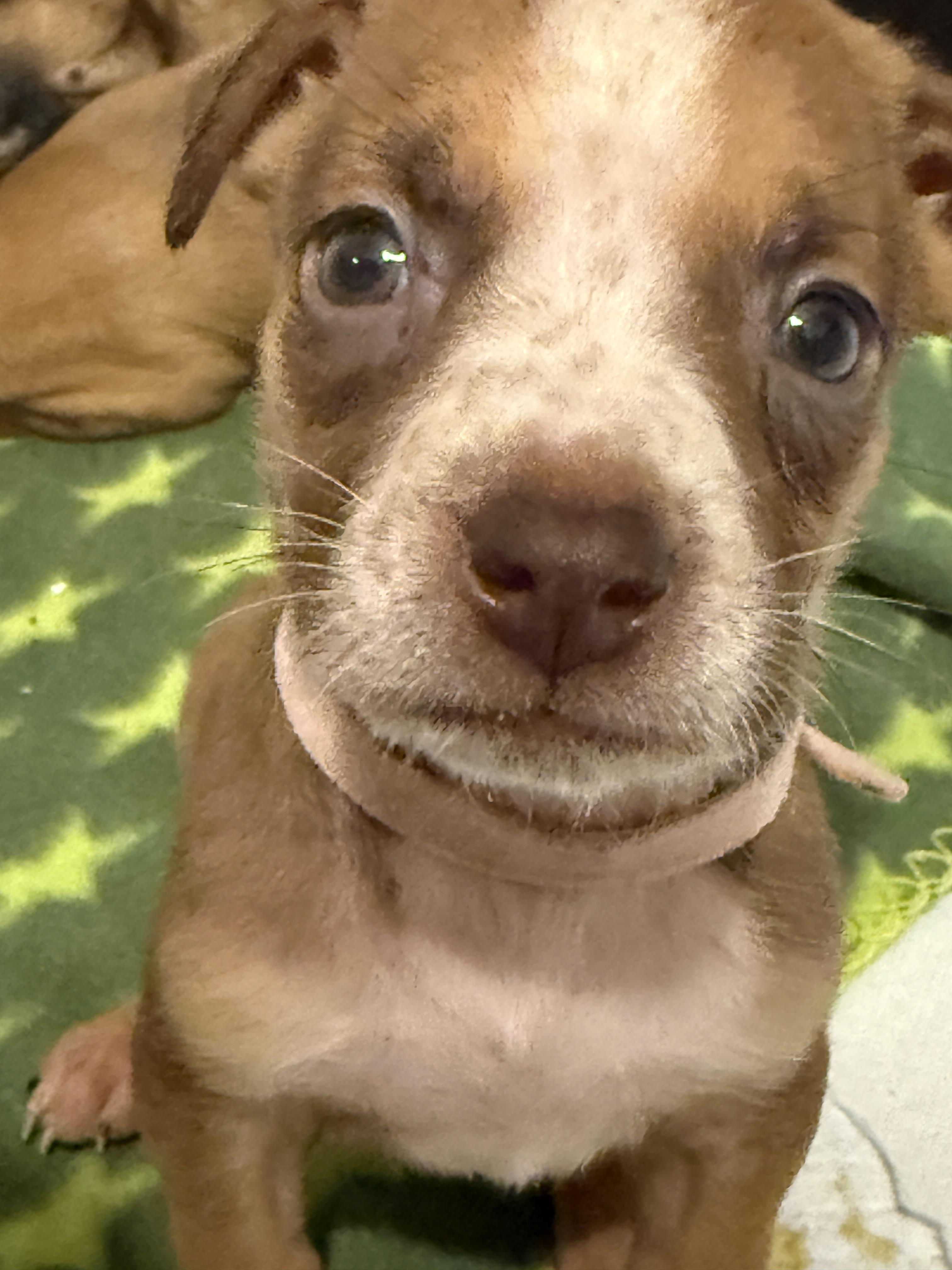 Enlarge Showgirl (The Swiftie Litter), a Adopted mixed breed in Tucson, AZ image 1/5