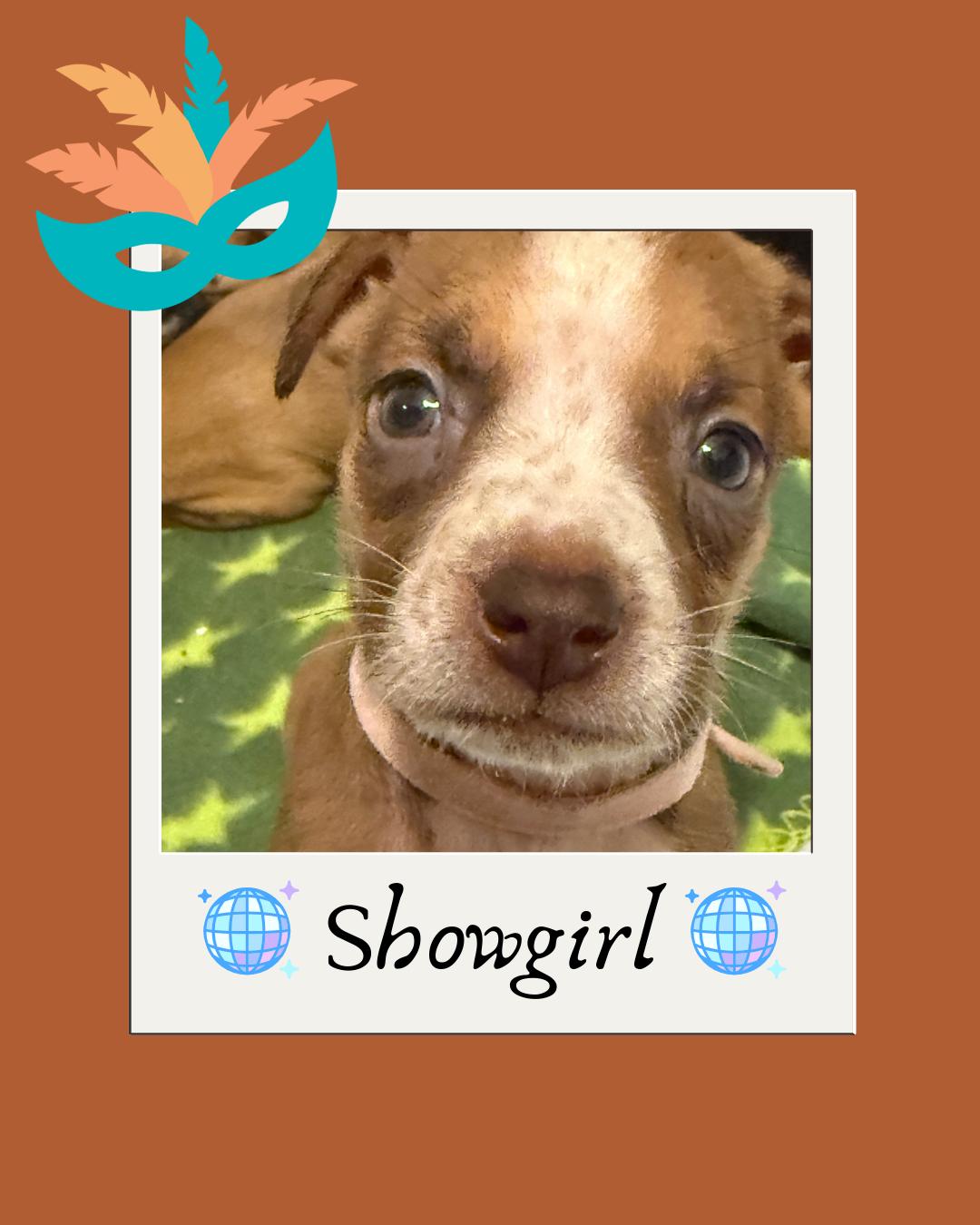 Enlarge Showgirl (The Swiftie Litter), a Adopted mixed breed in Tucson, AZ image 2/5